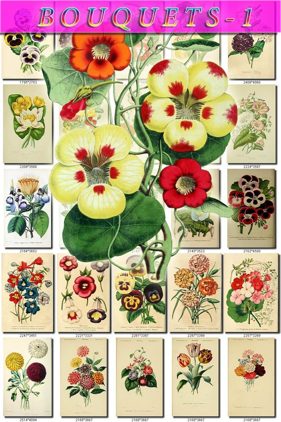 MULTI-COLORED-1 BOUQUETS flowers 180 vintage print