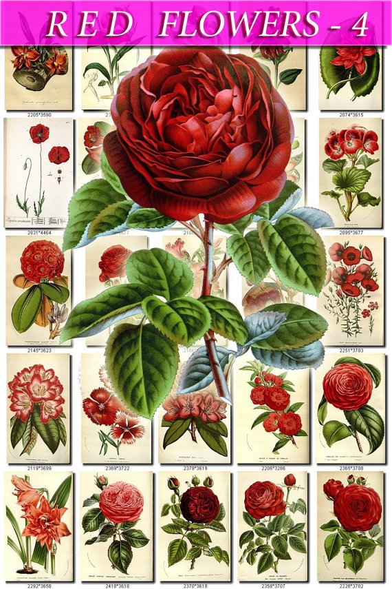 RED-4 FLOWERS 260 vintage print