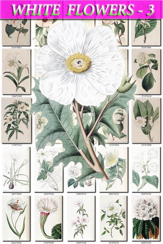 WHITE-3 FLOWERS 220 vintage print