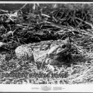 FROGS ~ '72 Orig AIP HORROR Movie Photo ~ Close-Up  FROG