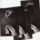 PATTI SMITH 2004 Jubilee Promo Card Lot of (5)
