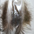 Peacock Feather Ear Rings 4