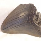 ANTIQUE IMPRESSIVE ALL NATURAL MEGALODON TOOTH SHARK TOOTH 3 1/4" LONG 2 3/4" W