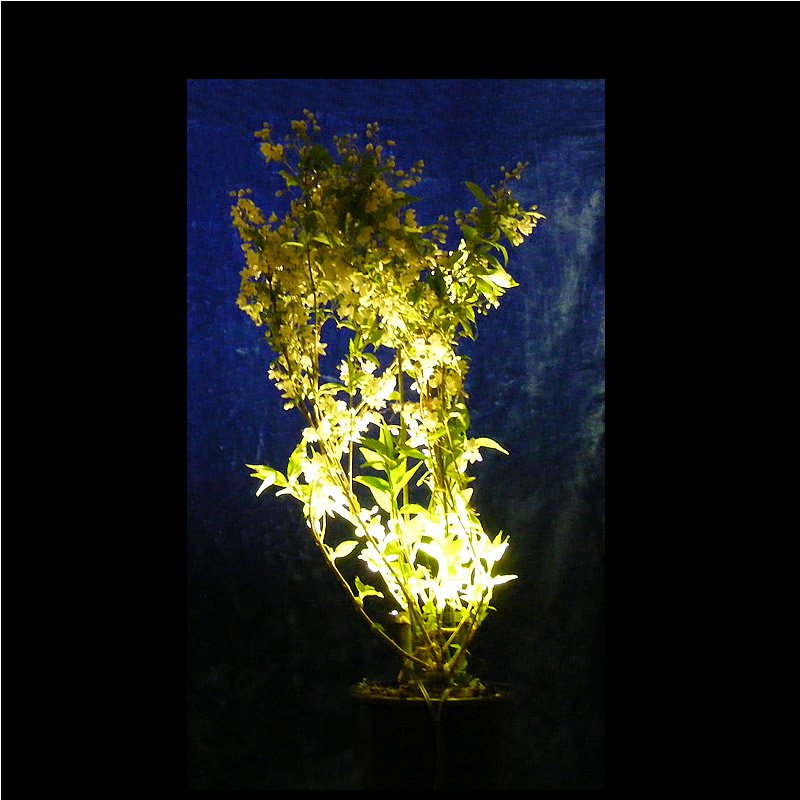 Pair of Black Plant Pot Uplighters / Plant Pot Lights / Spike Lights