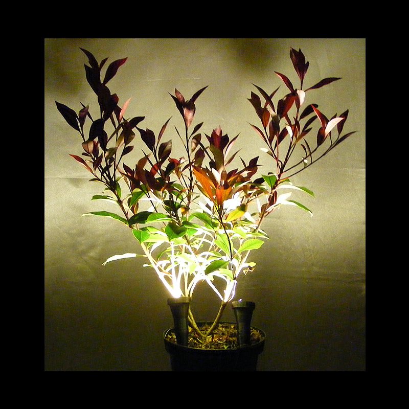 Two Pairs of Black Plant Pot Uplights / Uplighters / Spike