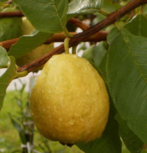 Florida Pear Guava 10 Seeds