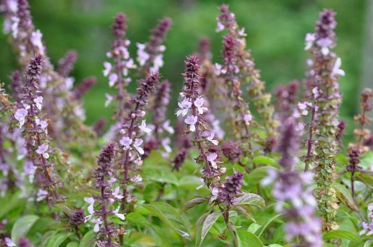 HEIRLOOM NON GMO Lavender Spires Basil 100 seeds