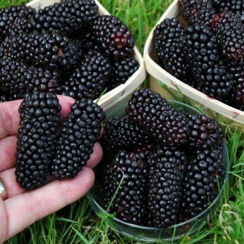 HEIRLOOM NON GMO Giant Blackberry 50 seeds