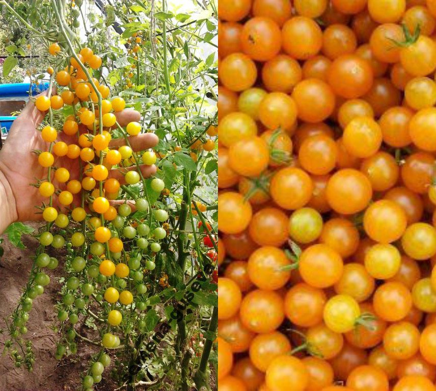 Томат золотая миля отзывы фото HEIRLOOM NON GMO Gold Rush Currant Tomato 25 seeds