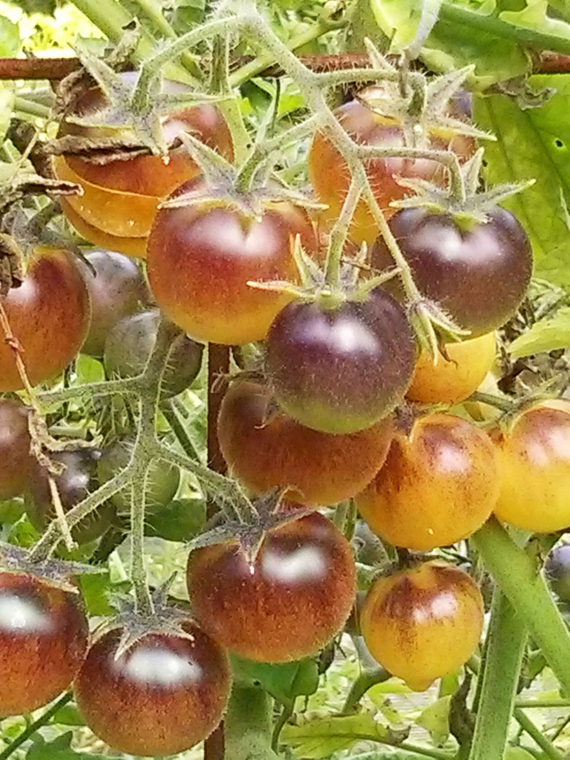 HEIRLOOM NON GMO Blue Cream Berries 25 seeds