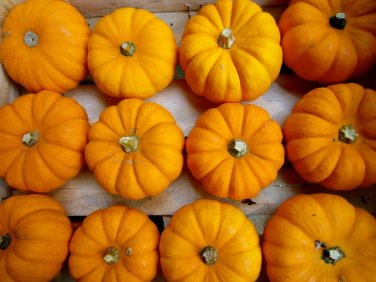 HEIRLOOM NON GMO Jack Be Little Pumpkin 15 Seeds