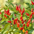 HEIRLOOM NON GMO Piquin Chili Pepper 25 seeds