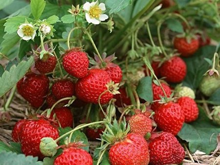 HEIRLOOM NON GMO Evie Everbearing Strawberry 25 seeds