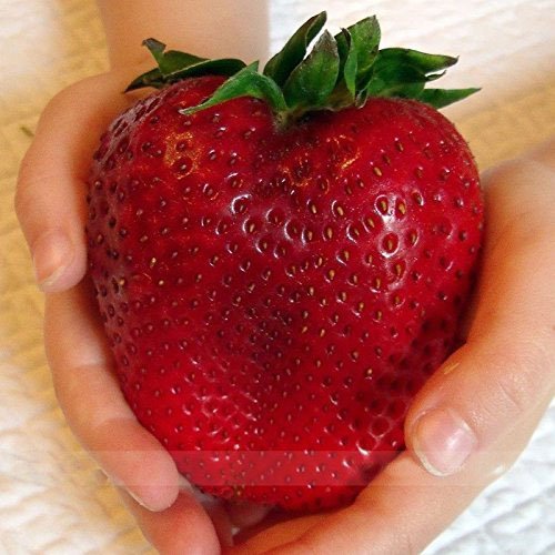 HEIRLOOM NON GMO Super Giant Japan Red Strawberry 25 seeds