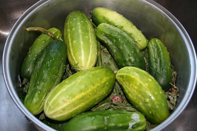 HEIRLOOM NON GMO Early Russian Cucumber 15 seeds