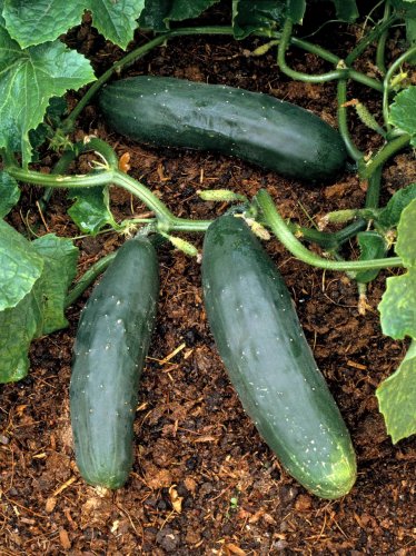 Silver Slicer Cucumber Organic Seeds - 25 Seeds