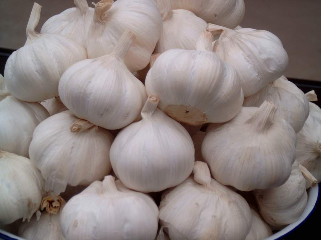 Silver Rose Garlic Seeds 500 Garlic SEEDS NON-GMO healthy USA garlic seeds 