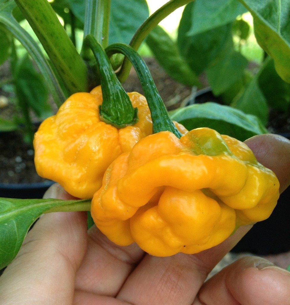 Heirloom Non Gmo Jamacian Yellow Hot Pepper Seeds