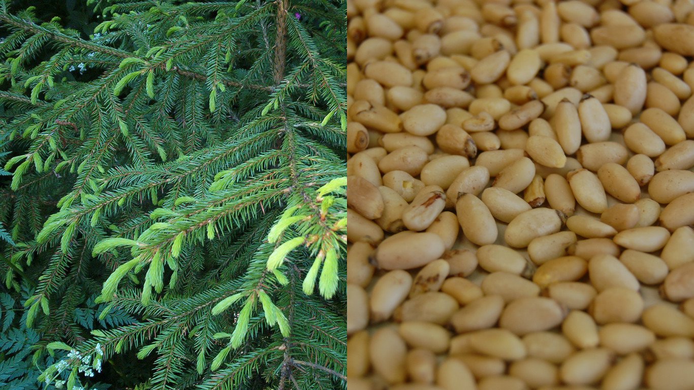 HEIRLOOM NON GMO Korean Pine (Pine Nuts) 10 seeds USA SELLER