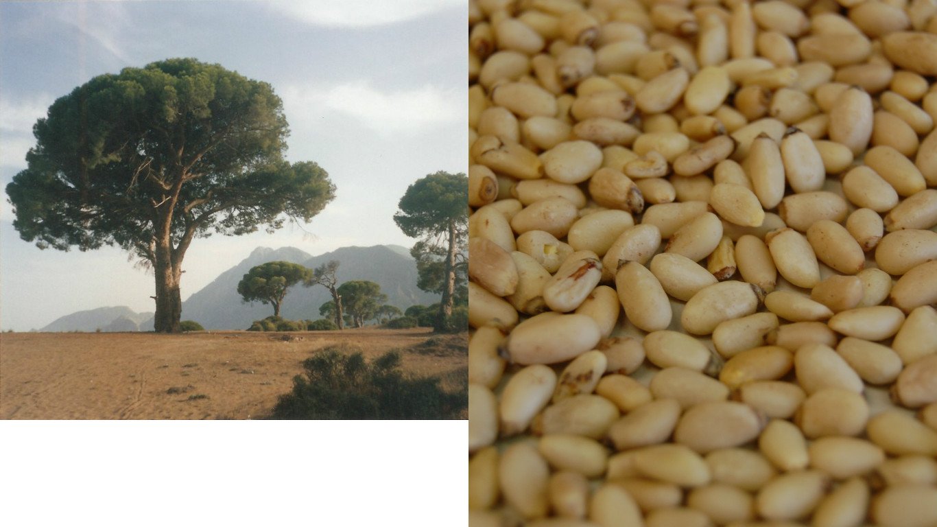 HEIRLOOM NON GMO Italian Stone Pine (Pine Nuts) 10 seeds USA SELLER