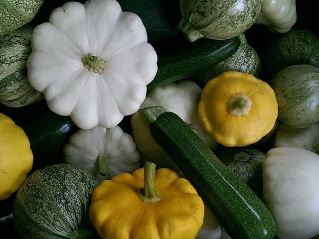 HEIRLOOM NON GMO Summer Squash Mix 15 seeds