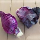 HEIRLOOM NON GMO Kalibos Cabbage 100 seeds