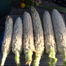 HEIRLOOM NON GMO Country Sweet Gentlemen's Corn 25 seeds