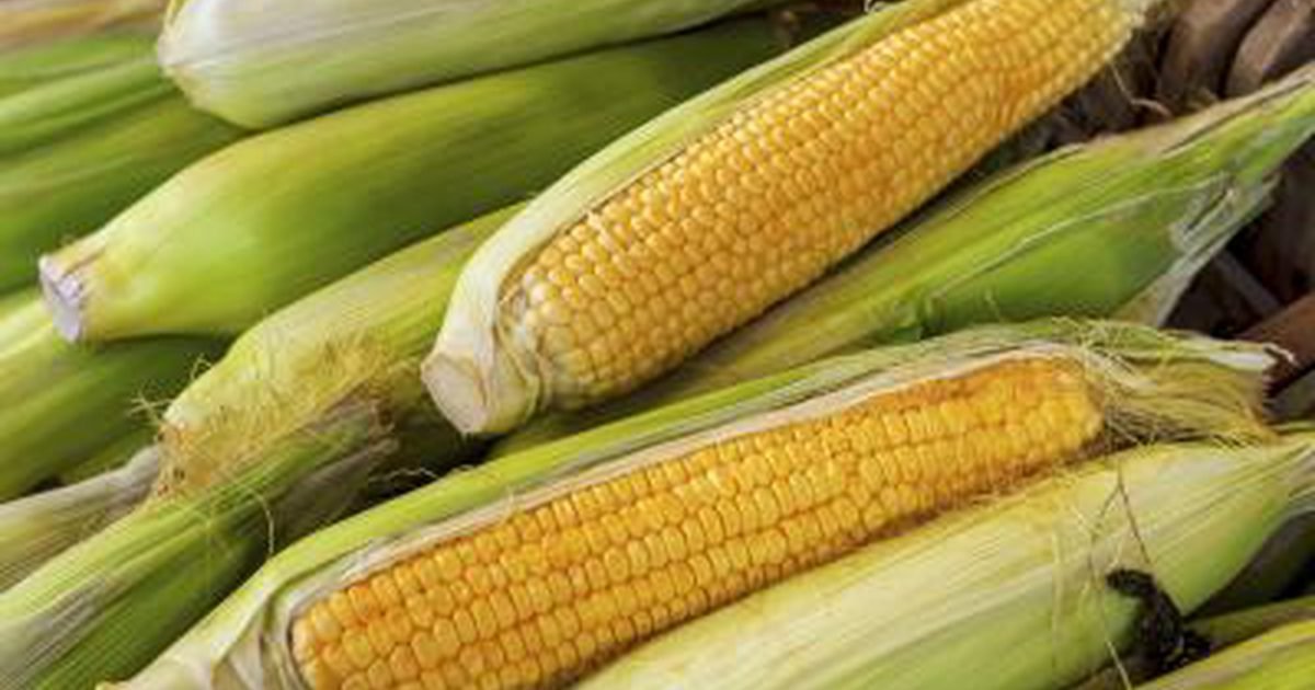 кукуруза (зерно и початок). кукурузу можно при диабете. кукуруза толстеет ?. кукуруза при сахарном диабете.
