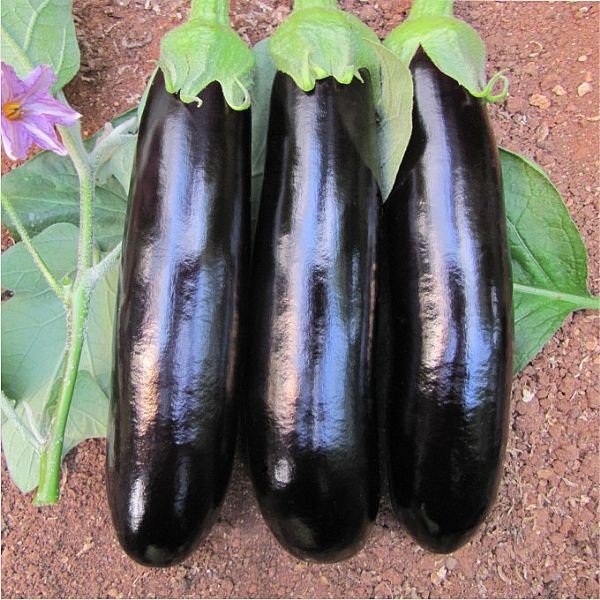 Eggplant баклажан Nord