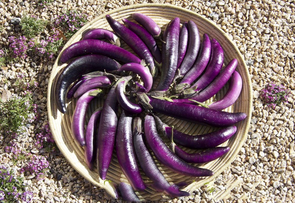 HEIRLOOM NON GMO Malaysian Dark Red Eggplant 25 seeds
