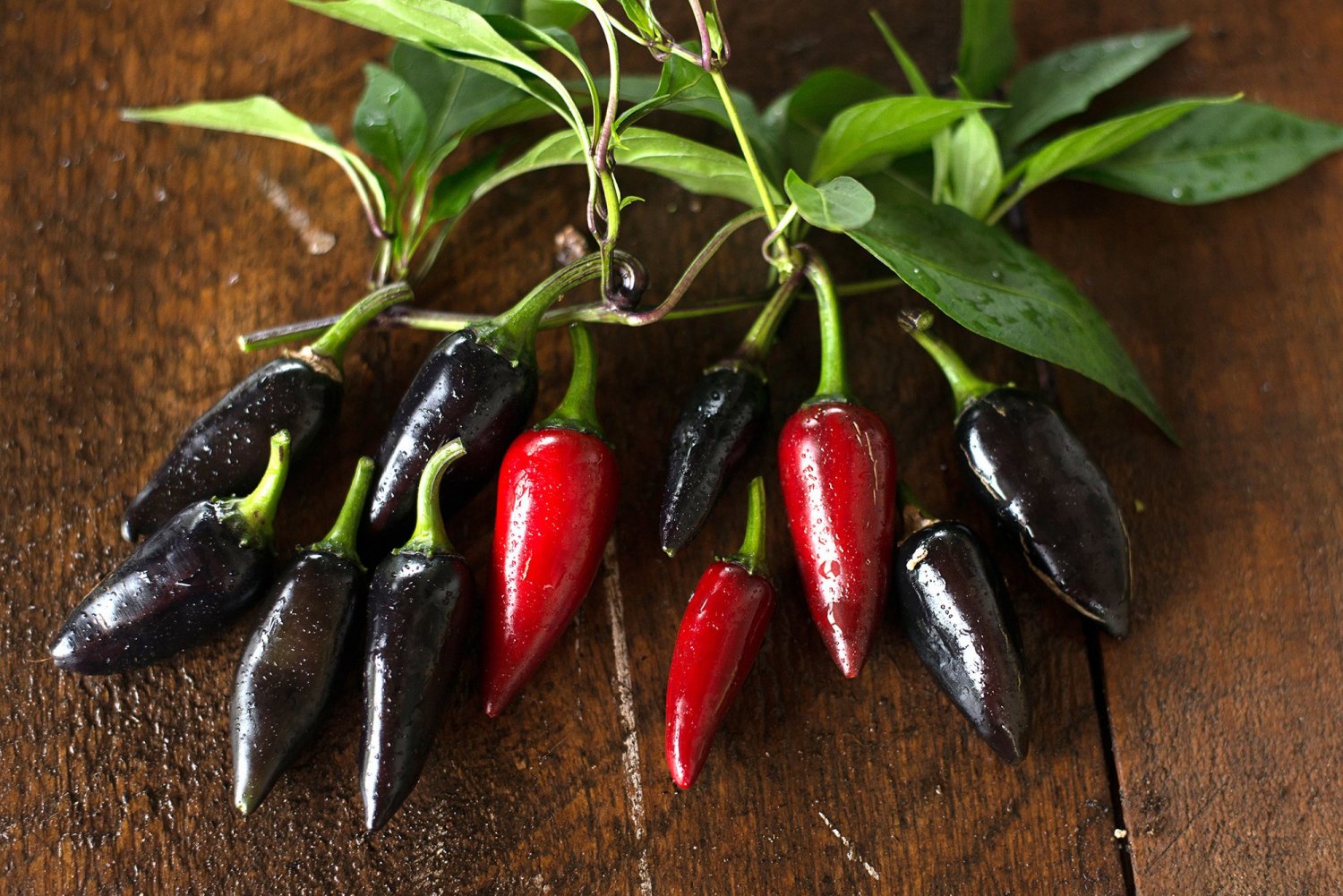 HEIRLOOM NON GMO Black Hungarian Hot Pepper 15 seeds