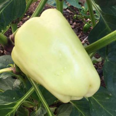  Survival Garden Seeds - Marconi Red Pepper Seed for