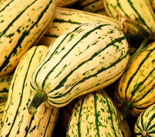 HEIRLOOM NON GMO Delicata Winter Squash 15 seeds