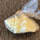 Pottery Barn BIG Ivory Sea Shell Conch Candle 3.5" x 6"  14 hrs burn NEW NWT