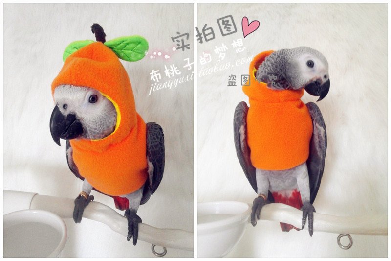 Balacoo 2 Pack Bird Diaper Parrot Flight Suit Reusable Parrots Nappies With Bowtie Decor Pet Clothes For Budgie Parakeet Cockatiel Wedding Anniversary Christmas Birthday Party- Size L