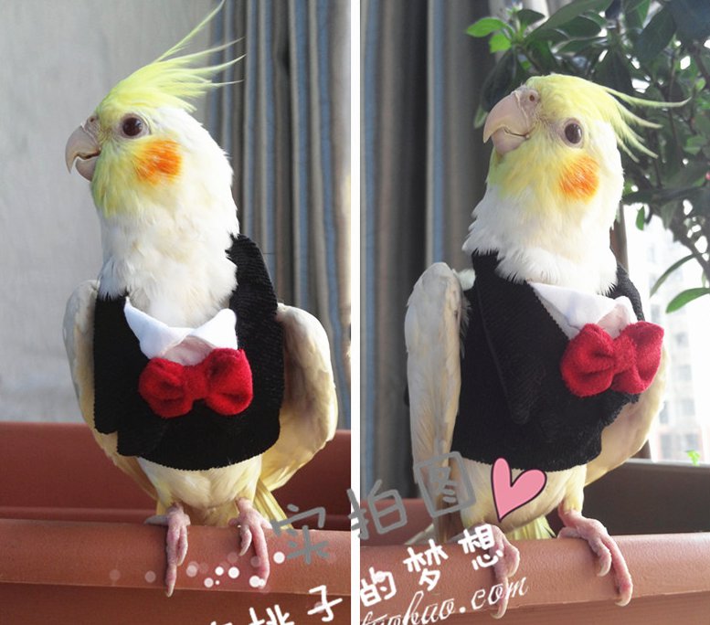 Hand made Pet Parrot Bird Clothes Cockatiel cockatoo Parakeet Macaw Conure Birdlover Clothes