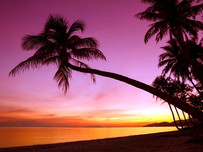 Tropical Paradise Sunset Palm Tree Beach Sea Beautiful 16x12 Print Poster