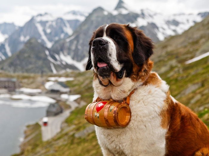 St Bernard Dog Barrel Beautiful Landscape 32x24 Print Poster