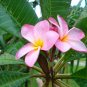 16"- 20" VARIETY PLUMERIA CUTTINGS
