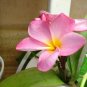 16"- 20" VARIETY PLUMERIA CUTTINGS