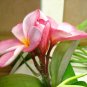 16"- 20" VARIETY PLUMERIA CUTTINGS