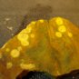 OBICULAR JASPER SLAB FOR CABBING/LAPIDARY 20120902