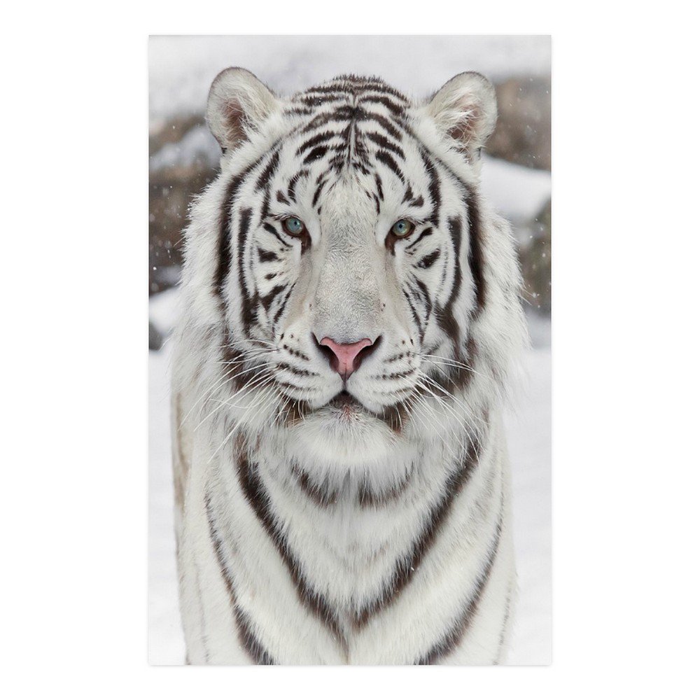 Siberian Tiger Wall Art Poster 23" x 36"