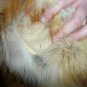 *SCRAP* Red Fox Full Length Fur for Craft only (#61)