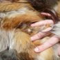 Full Length Red Fox Fur Coat (#71)