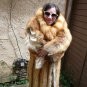 Full Length Red Fox Fur Coat * Scrap * Craft only (#74)