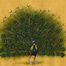 Amazing Dancing Peacock Mughal Times Paniting Make From Natural Color
