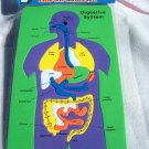 Anatomic Puzzle - The Digestive System - The Body