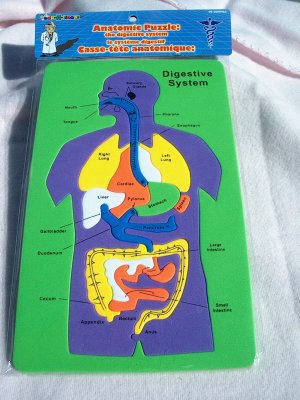 Anatomic Puzzle - The Digestive System - The Body