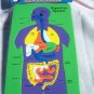 Anatomic Puzzle - The Digestive System - The Body